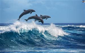 Beautiful dolphins jumping over sea-breaking waves