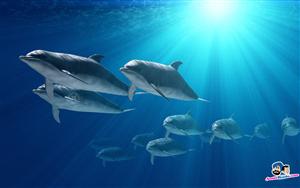 Dolphins