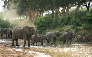 Elephants