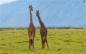 Giraffes