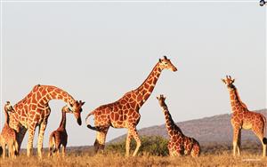 A tower of Giraffes