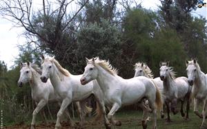 Horses