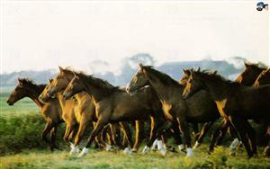 Horses