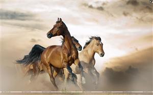 Horses