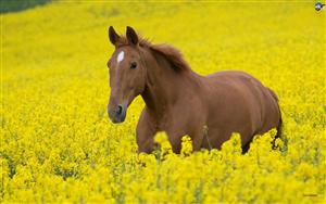 Horses