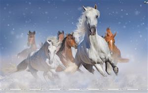 Horses