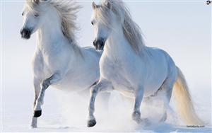 Horses