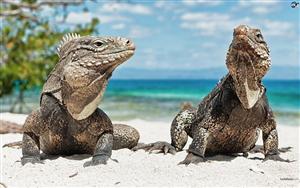 Iguanas on the Beach