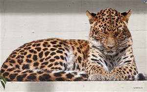 Leopards