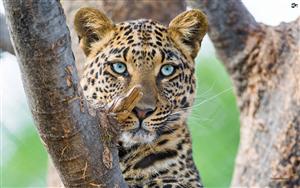 Leopards