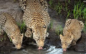 Leopards