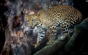 Leopards