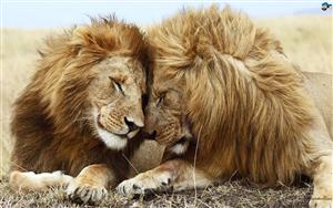 Lions