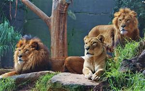 Lions