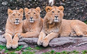 Lions