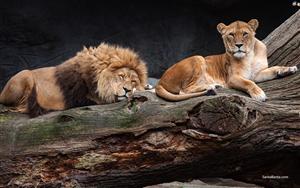 Lions