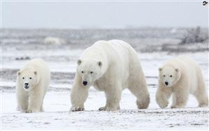 Polar Bears