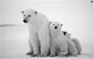 Polar Bears