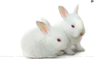 Rabbits