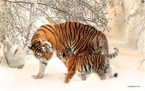 Tigers