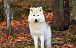 White Wolf in the Jungle