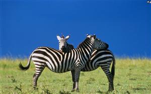 Zebras