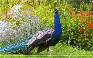 Peacocks