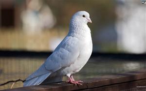 White Pigeon