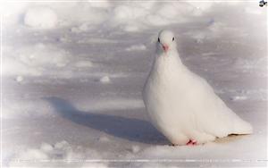 Pigeons