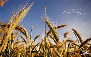 Baisakhi