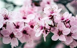 Cherry Blossoms