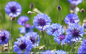 Cornflower