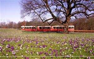 Crocuses