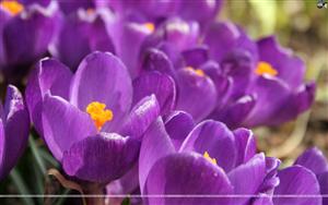 Crocuses