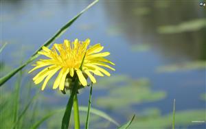 Dandelion