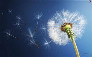 Dandelion