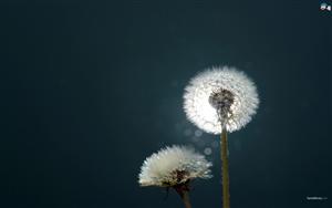 Dandelion