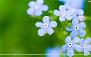 Forget Me Not