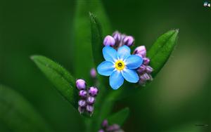 Forget Me Not