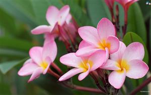 Frangipani