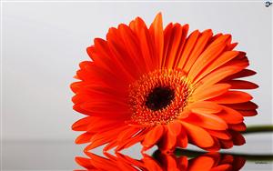 Gerbera