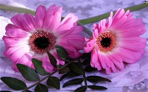 Beautiful Pink Gerberas will brighten up your day !