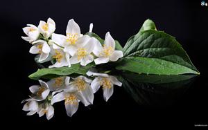 Jasmine Flowers