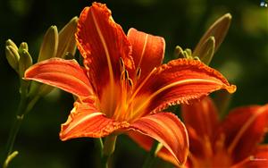 Lilies