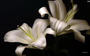 Lilies