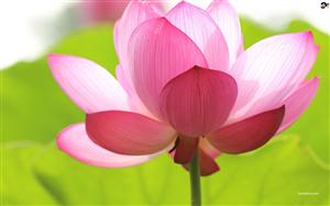 A blooming Lotus flower