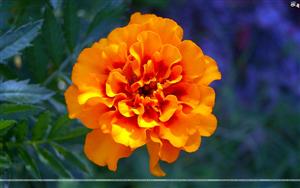 Marigolds