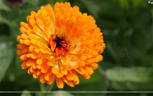 Marigolds