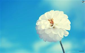 White Marigold