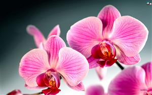 Orchids